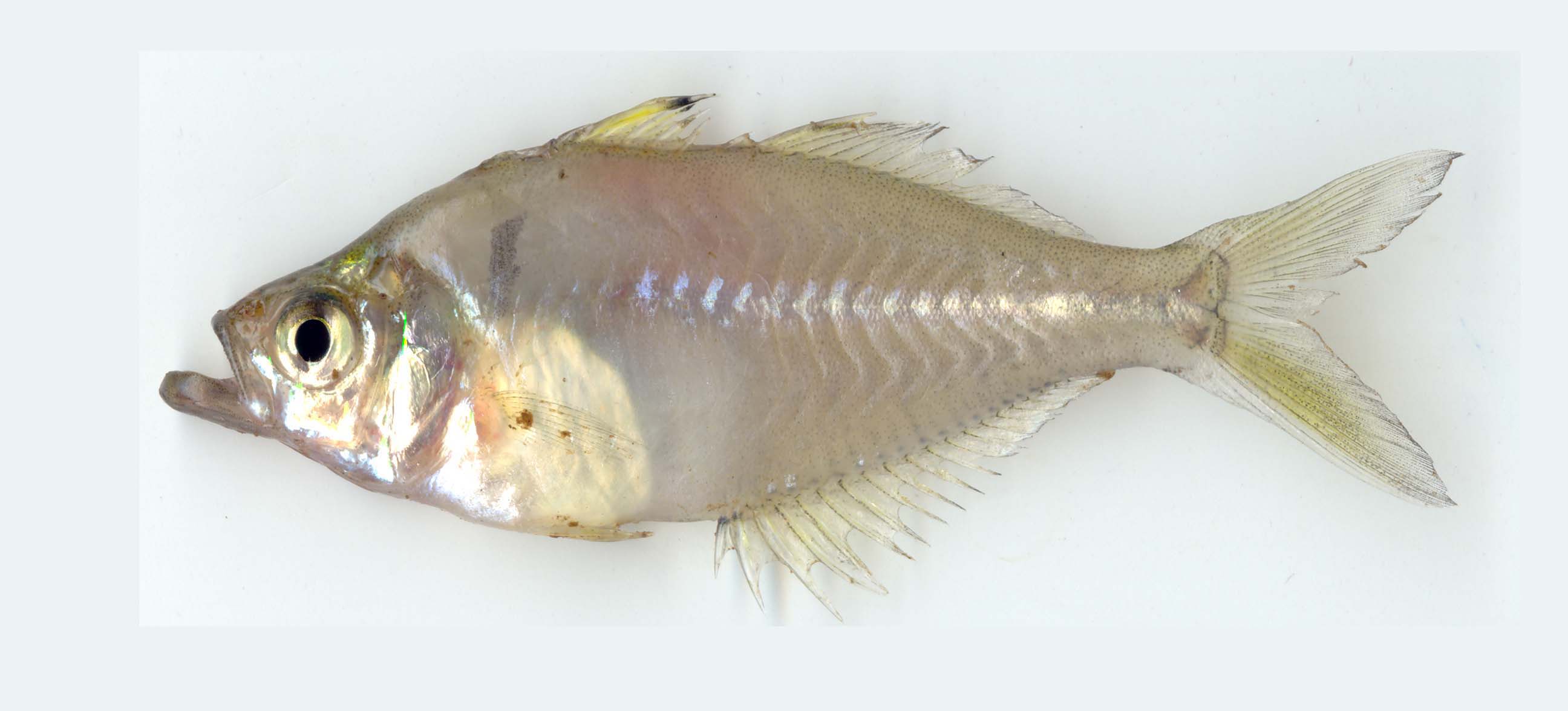 Parambassis thomassi (Day, 1870)